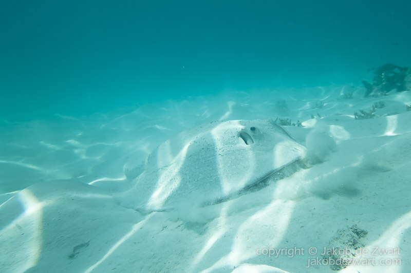 jakobdezwart-underwater-maldives-5354
