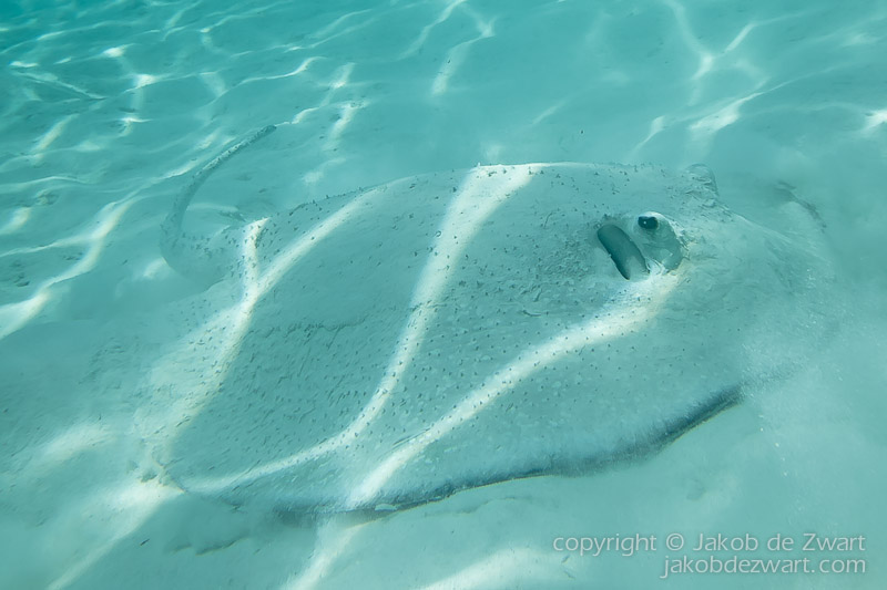 jakobdezwart-underwater-maldives-5362