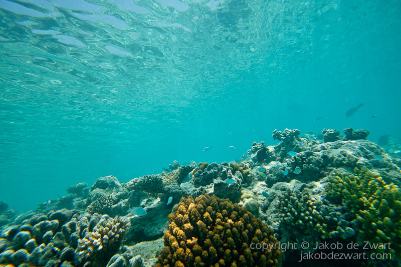 jakobdezwart-underwater-maldives-5365