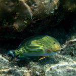 jakobdezwart-underwater-maldives-5415