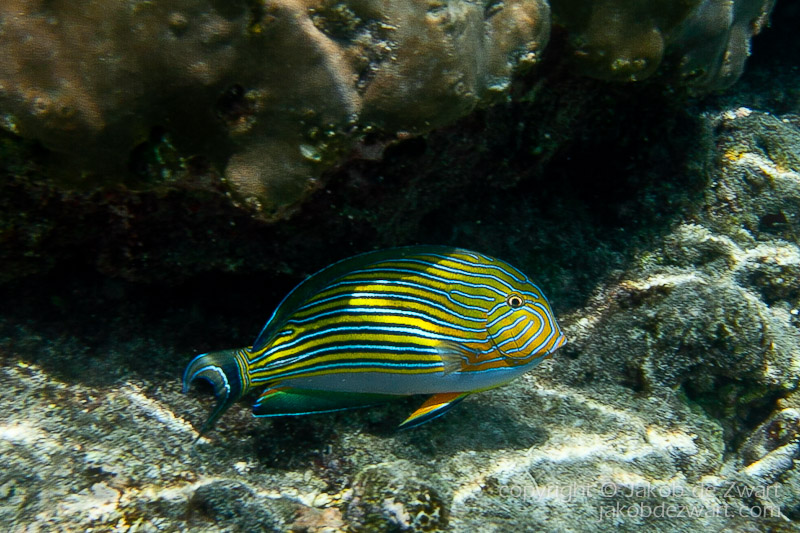 jakobdezwart-underwater-maldives-5415