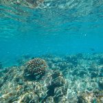 jakobdezwart-underwater-maldives-5427