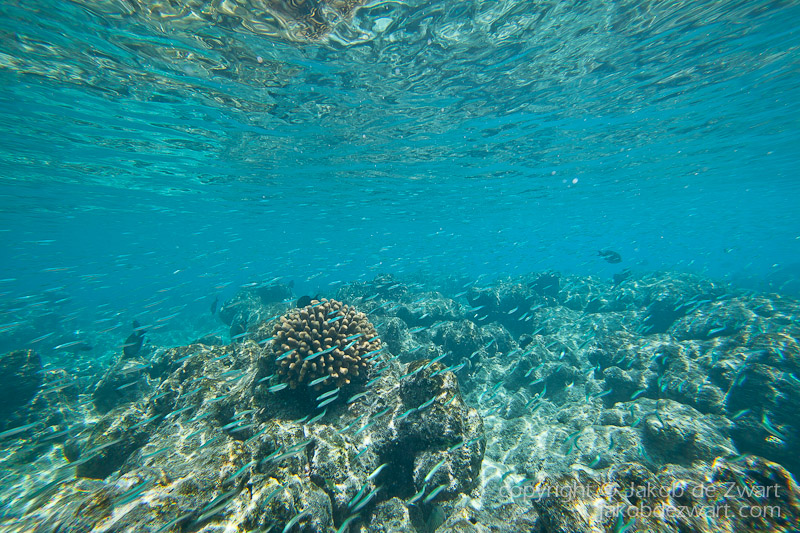 jakobdezwart-underwater-maldives-5427