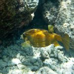 jakobdezwart-underwater-maldives-5456