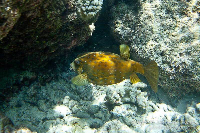 jakobdezwart-underwater-maldives-5456