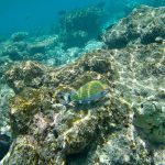 jakobdezwart-underwater-maldives-5475