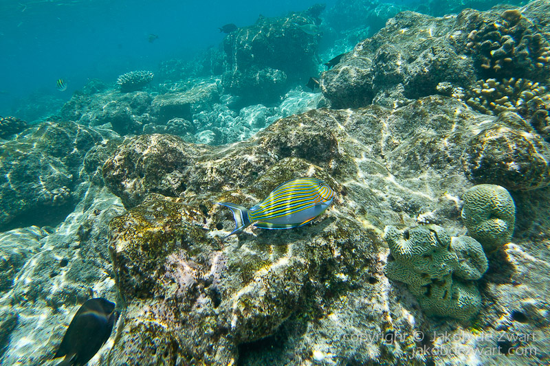 jakobdezwart-underwater-maldives-5475