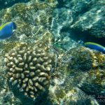 jakobdezwart-underwater-maldives-5604