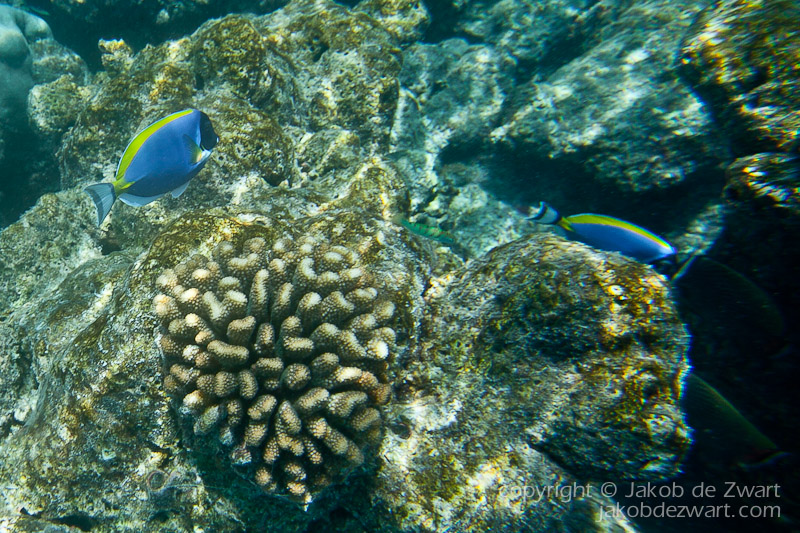 jakobdezwart-underwater-maldives-5604
