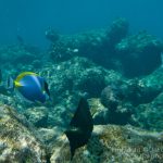 jakobdezwart-underwater-maldives-5612