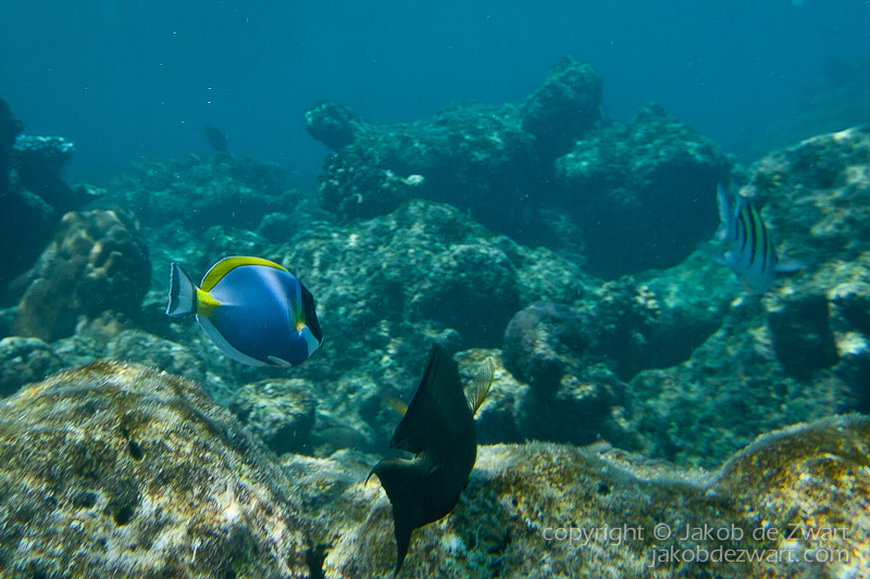 jakobdezwart-underwater-maldives-5612