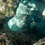 jakobdezwart-underwater-maldives-5635
