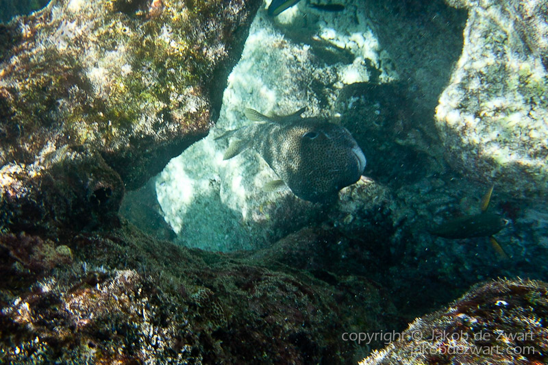 jakobdezwart-underwater-maldives-5635