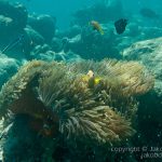 jakobdezwart-underwater-maldives-5675