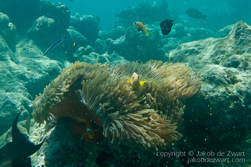 jakobdezwart-underwater-maldives-5675