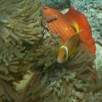 jakobdezwart-underwater-maldives-5689