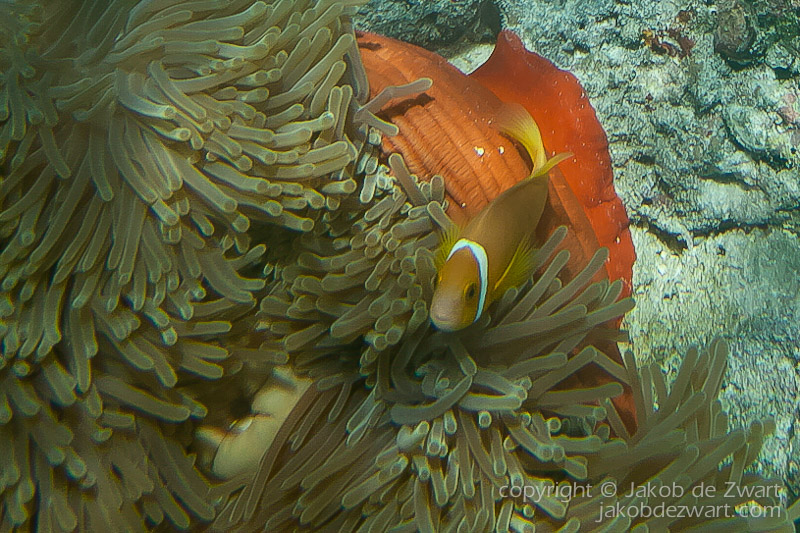 jakobdezwart-underwater-maldives-5689