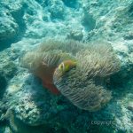 jakobdezwart-underwater-maldives-5703