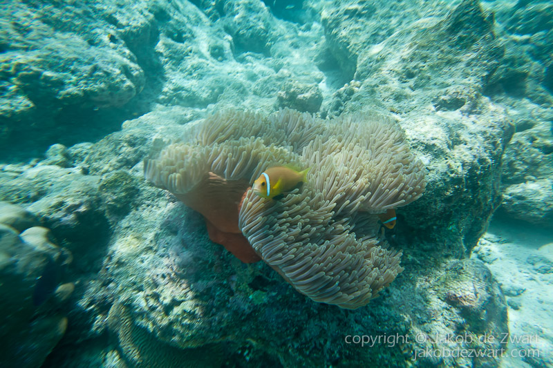 jakobdezwart-underwater-maldives-5703