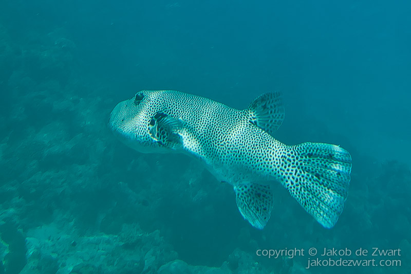 jakobdezwart-underwater-maldives-5715