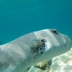 jakobdezwart-underwater-maldives-5978