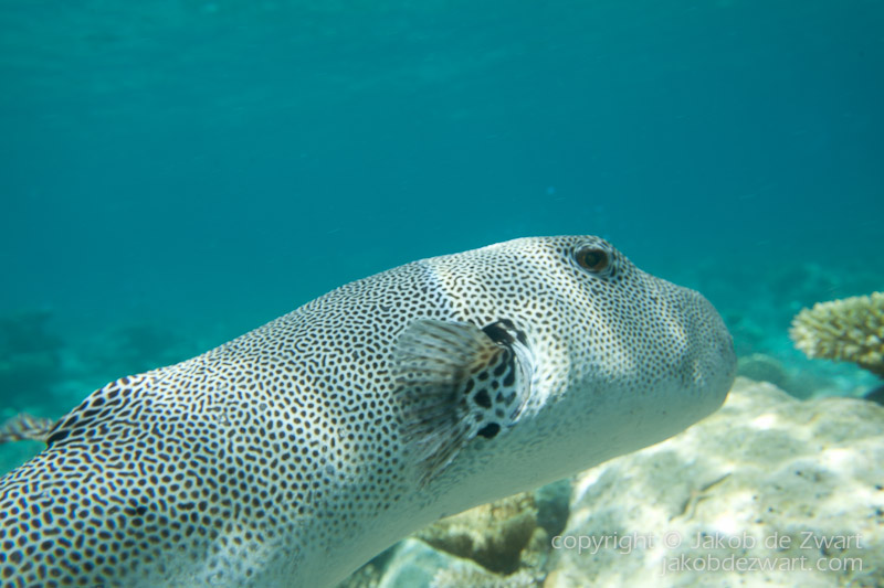 jakobdezwart-underwater-maldives-5978