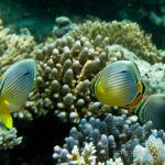 jakobdezwart-underwater-maldives-6132