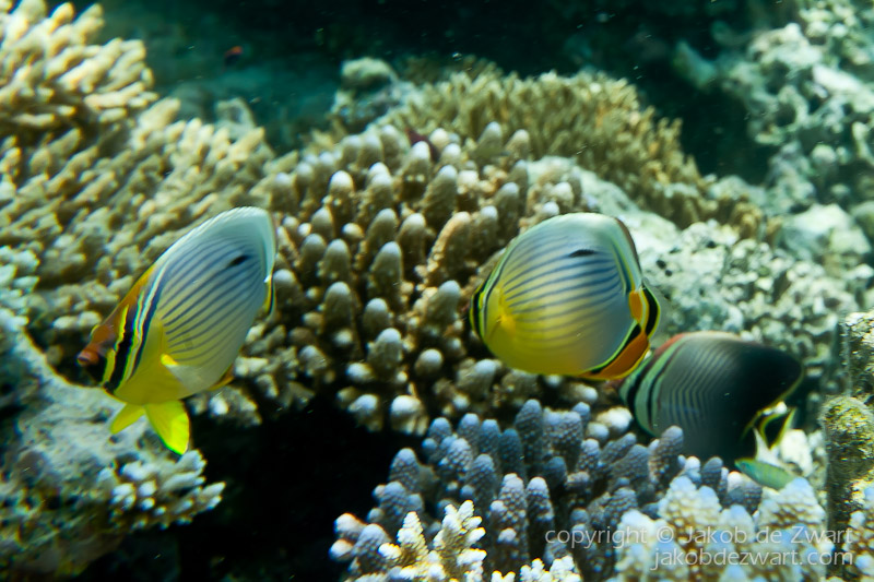 jakobdezwart-underwater-maldives-6132