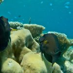 jakobdezwart-underwater-maldives-6447