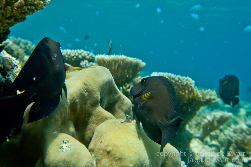 jakobdezwart-underwater-maldives-6447