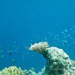 jakobdezwart-underwater-maldives-6483
