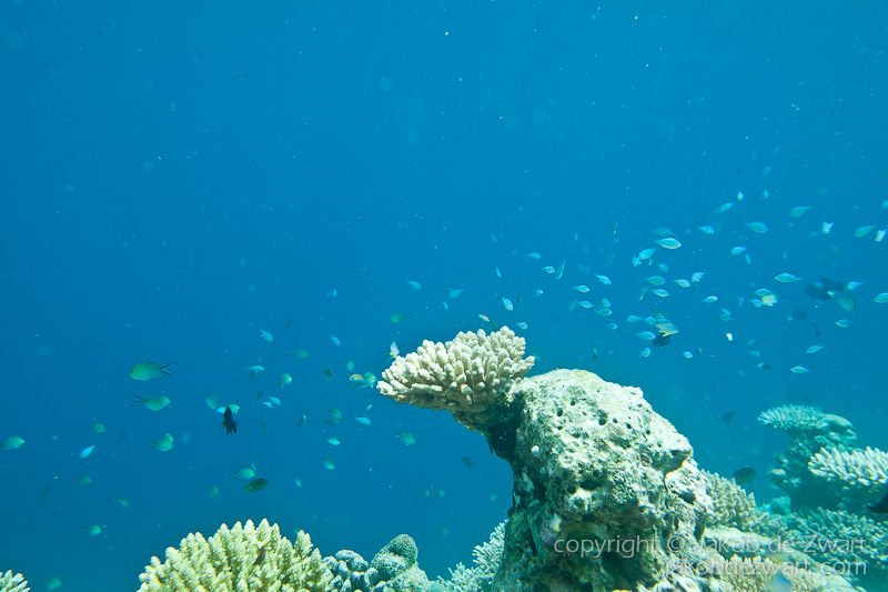 jakobdezwart-underwater-maldives-6483