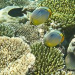 jakobdezwart-underwater-maldives-6575