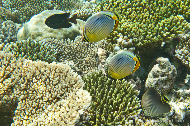 jakobdezwart-underwater-maldives-6575