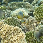 jakobdezwart-underwater-maldives-6581