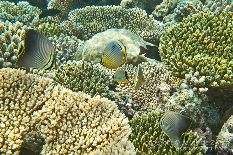 jakobdezwart-underwater-maldives-6581