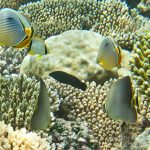 jakobdezwart-underwater-maldives-6588