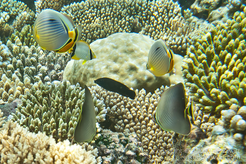 jakobdezwart-underwater-maldives-6588