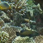 jakobdezwart-underwater-maldives-6634