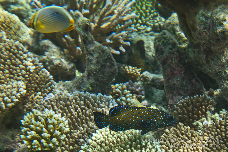 jakobdezwart-underwater-maldives-6634