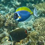 jakobdezwart-underwater-maldives-6763