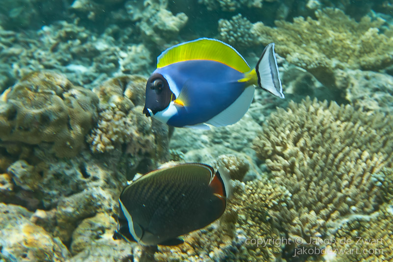 jakobdezwart-underwater-maldives-6763
