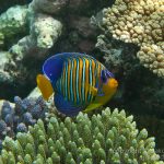 jakobdezwart-underwater-maldives-6815