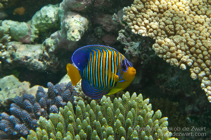 jakobdezwart-underwater-maldives-6815
