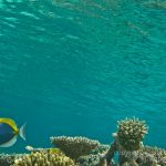 jakobdezwart-underwater-maldives-6949