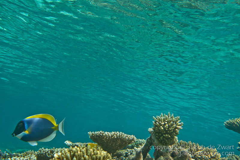 jakobdezwart-underwater-maldives-6949