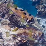 jakobdezwart-underwater-maldives-7341