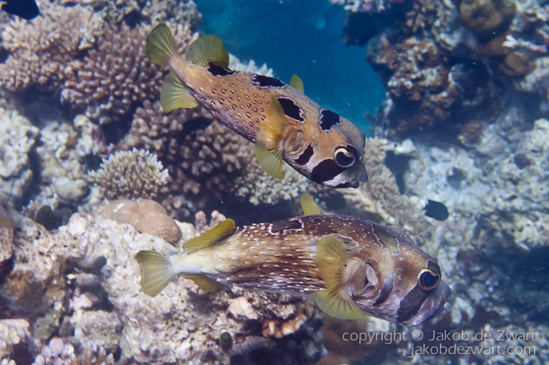 jakobdezwart-underwater-maldives-7341