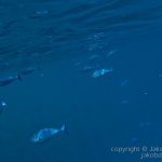 jakobdezwart-underwater-maldives-7472