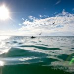 swimming in the water with dolphins